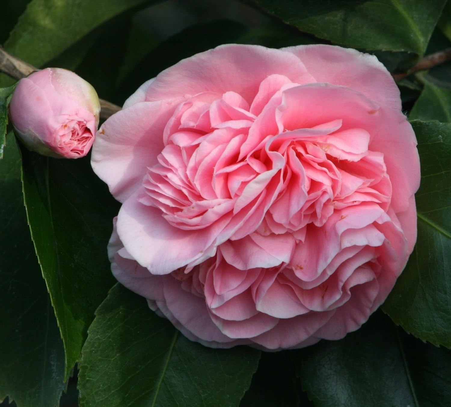 Debutante Pink Camellia Japonica Live Plant