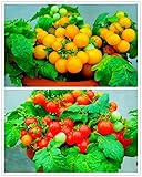 VAACNEE 100 Seeds Indoor Cherry Tomato Dwarf Red