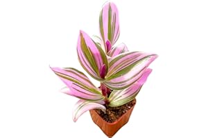 2" Unique Succulents Plants Live, Live Starter Succulent Plants, Easy Care House Plants Rooted in Succulent Soil Mix, by The Succulent Cult (Tradescantia Nanouk)