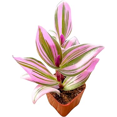 Amazon Best Sellers: Best Cacti & Succulent Plants