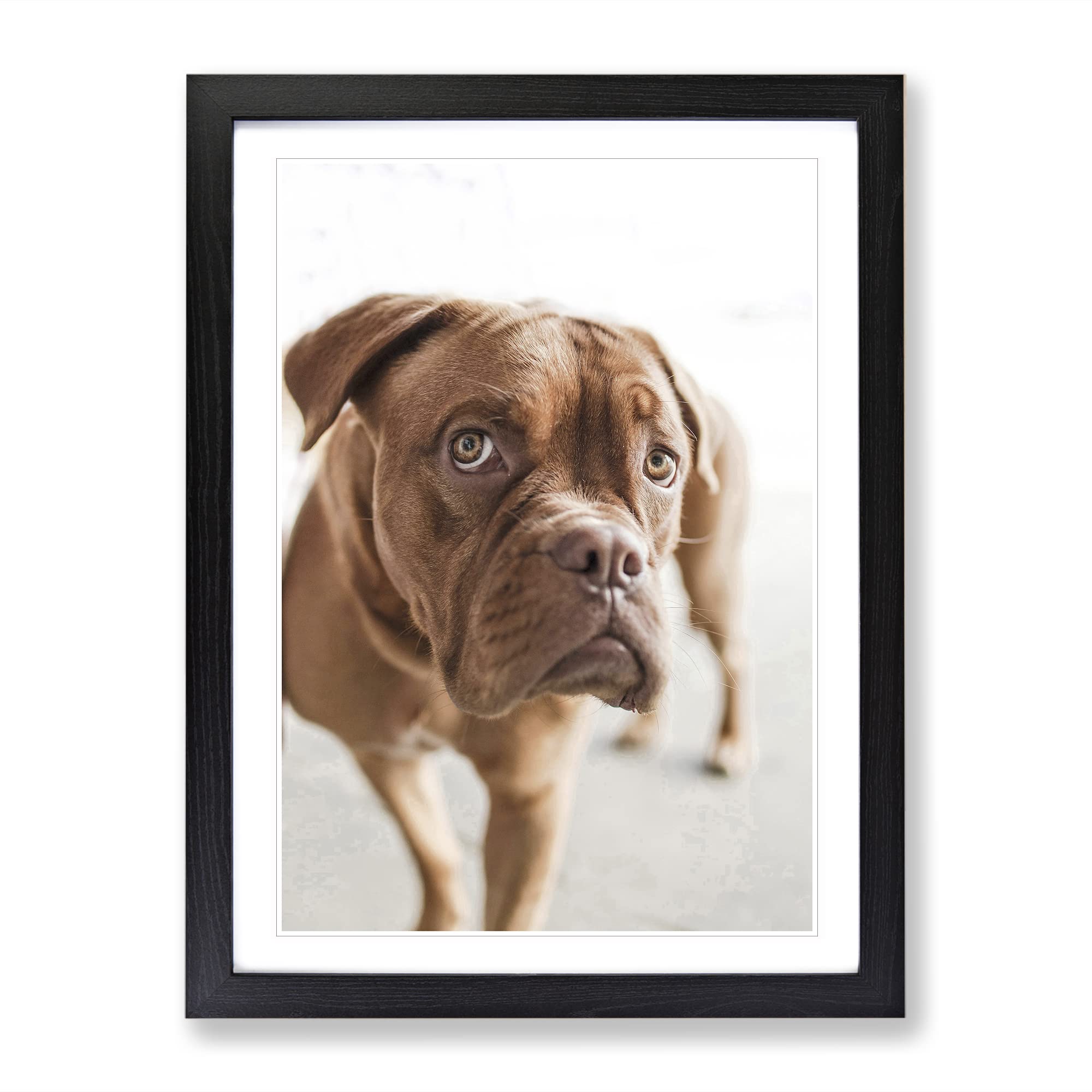 Dogue De Bordeaux Dog Modern Framed Wall Art Print, Ready to Hang Picture for Living Room Bedroom Home Office Décor, Black A4 (34 x 25 cm)