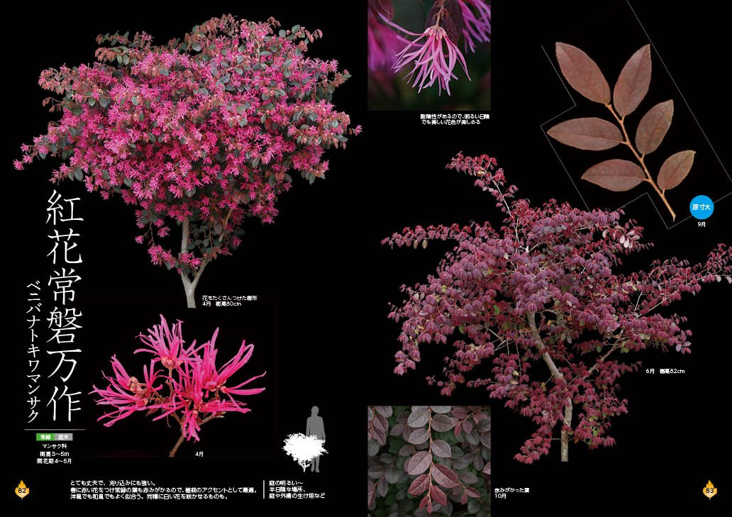 最高に美しい 身近な樹木ビジュアルカタログ 樹形 葉 花 実 季節の変化が一目でわかる Graphic Voyage Amazon Co Uk Books