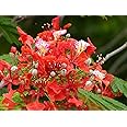20 Seeds Delonix regia B6 Royal Poinciana Flamboyant Flame Tree Gulmohar