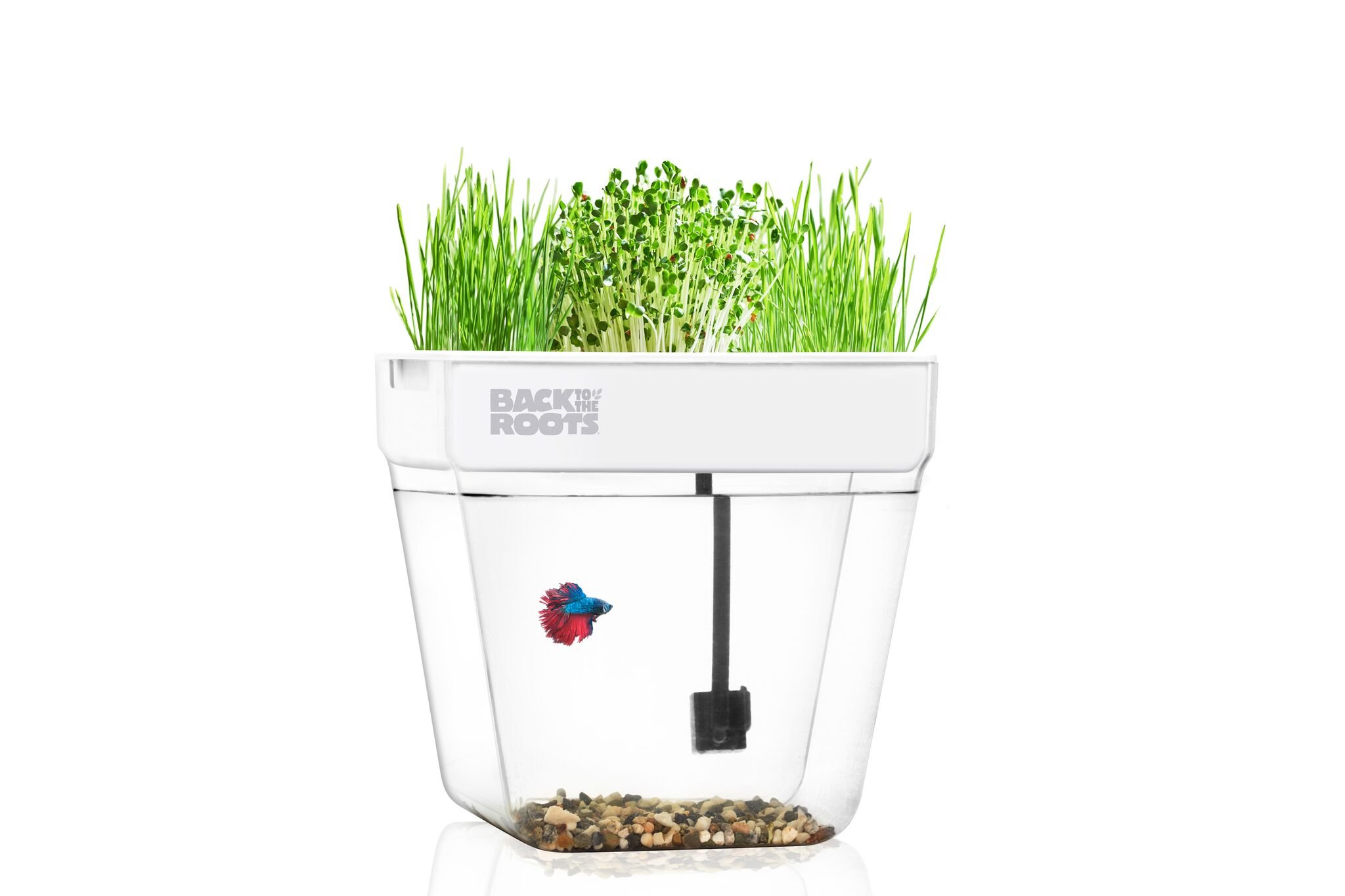 Back to the Roots Water Garden, Betta Fish Tank That Grows Plants, One