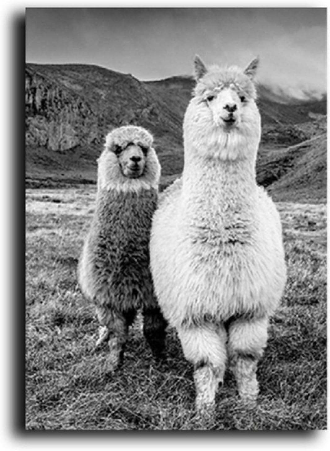 Amazon ラマ白黒動物キャンバス絵画アルパカポスターとプリント家の装飾のための壁の芸術写真19 7x39 4in 50x100cm X1個フレームなし ウォールステッカー オンライン通販
