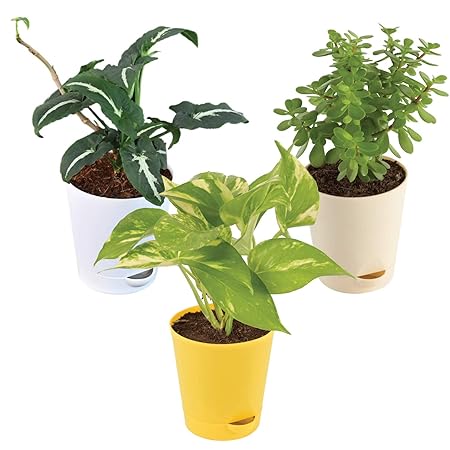 Ugaoo Indoor Plants With Pot For Home - Money Plant Variegated, Syngonium Wendlandii, Jade Mini