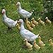 Accreate Simulation Duck Crafts Realistic Garden Resin Artificial Model Sculpture Decor Outdoor Statues
