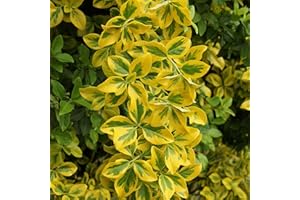 CITRONELLAKING 6 Golden Euonymus Plants, Euonymus Japonica ‘Aureo-Marginatus’, Thriving in 2.5” Nursery Cubes, Highly Ornamental Evergreen Shrub
