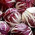 1000 Palla Rosa Radicchio Seeds for Planting Heirloom Non GMO 4+ Grams Garden Vegetable Bulk Survival Microgreems Sprouts
