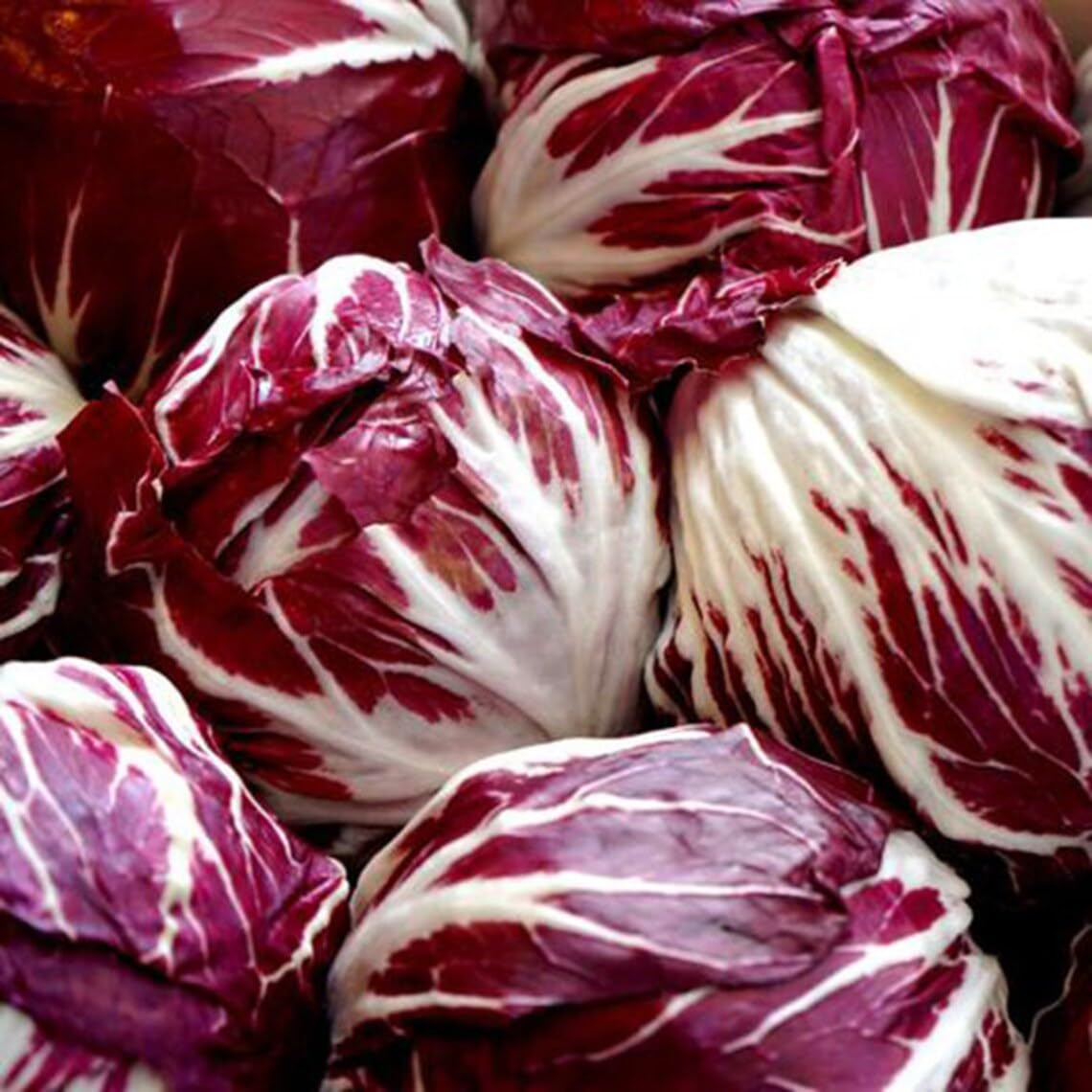 Photo 1 of 1000 Palla Rosa Radicchio Seeds for Planting Heirloom Non GMO 4+ Grams Garden Vegetable Bulk Survival Microgreems Sprouts