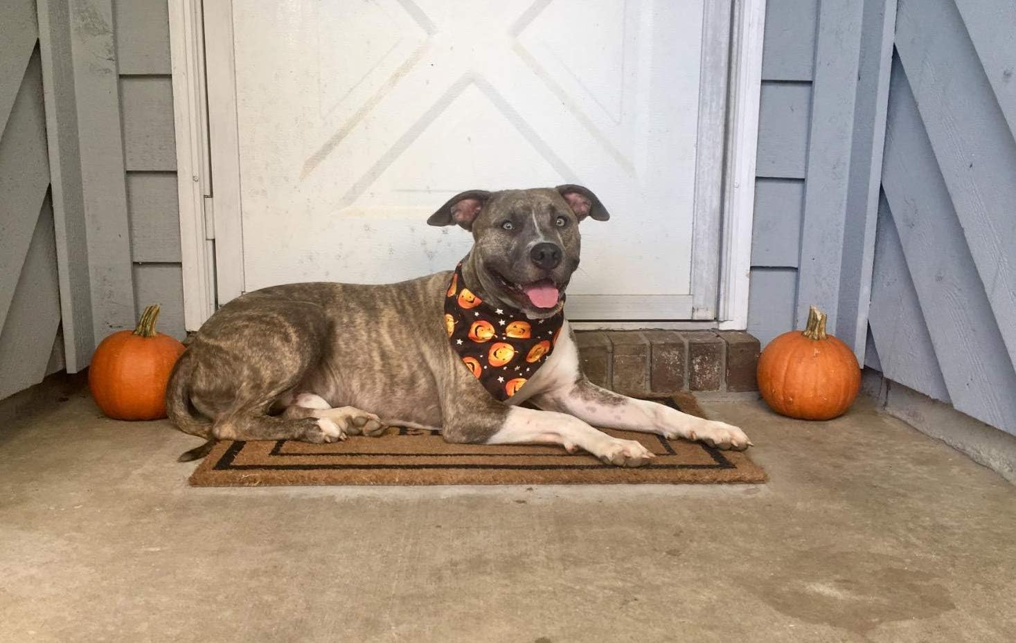 KZHAREEN Halloween Dog Bandana Triangle Bibs Scarf Accessories- Pumpkin Pattern : Pet Supplies