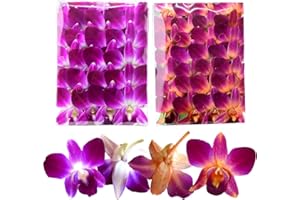 Miami Fresh Orchid Flower OrchidClubUSA Sunne Tropical Loose Bloom DIY Lei food drink decoration 50/50 PAIR (Purple + Orange)