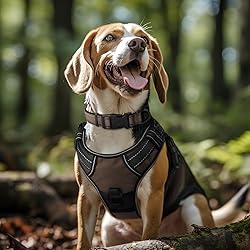 Joytale Reflective Dog Collar, Soft Neoprene