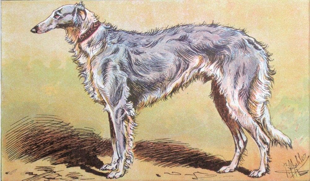siberian wolfhound