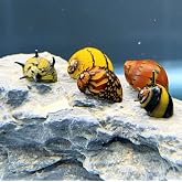AquaticMotiv Nerite Snail (5 Pack) Premium Species and Colors (Neritina sp.) Live Freshwater Snail Plants