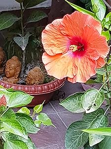 Gudhal Live Plant , ?????, Hibiscus flower, Hibiscus rosa-sinensis , Hibiscus (disambiguation)