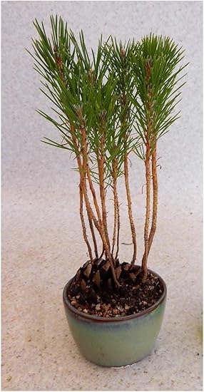 Amazon 小品盆栽 黒松 松ぼっくり寄植 樹高約22 陶器鉢 盆栽