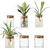 Glass Plant Propagation Station Set – Water Planting Glass Vase for Herb Cuttings,Succulent Water Rooting–Desktop Planter Jars for Home,Office,Living Room,Bedroom Decor(6PCS)