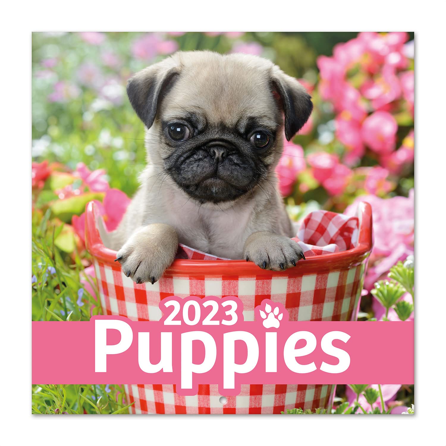Grupo Erik Dogs Simon K. & Greg C. Wall Calendar 2023 12' x 12' FSC| 12 Month Planner | Square Wall Calendar 2023 | Family Planner Calendar 2023 | Dog Calendar 2023 | + 4 Bonus Months