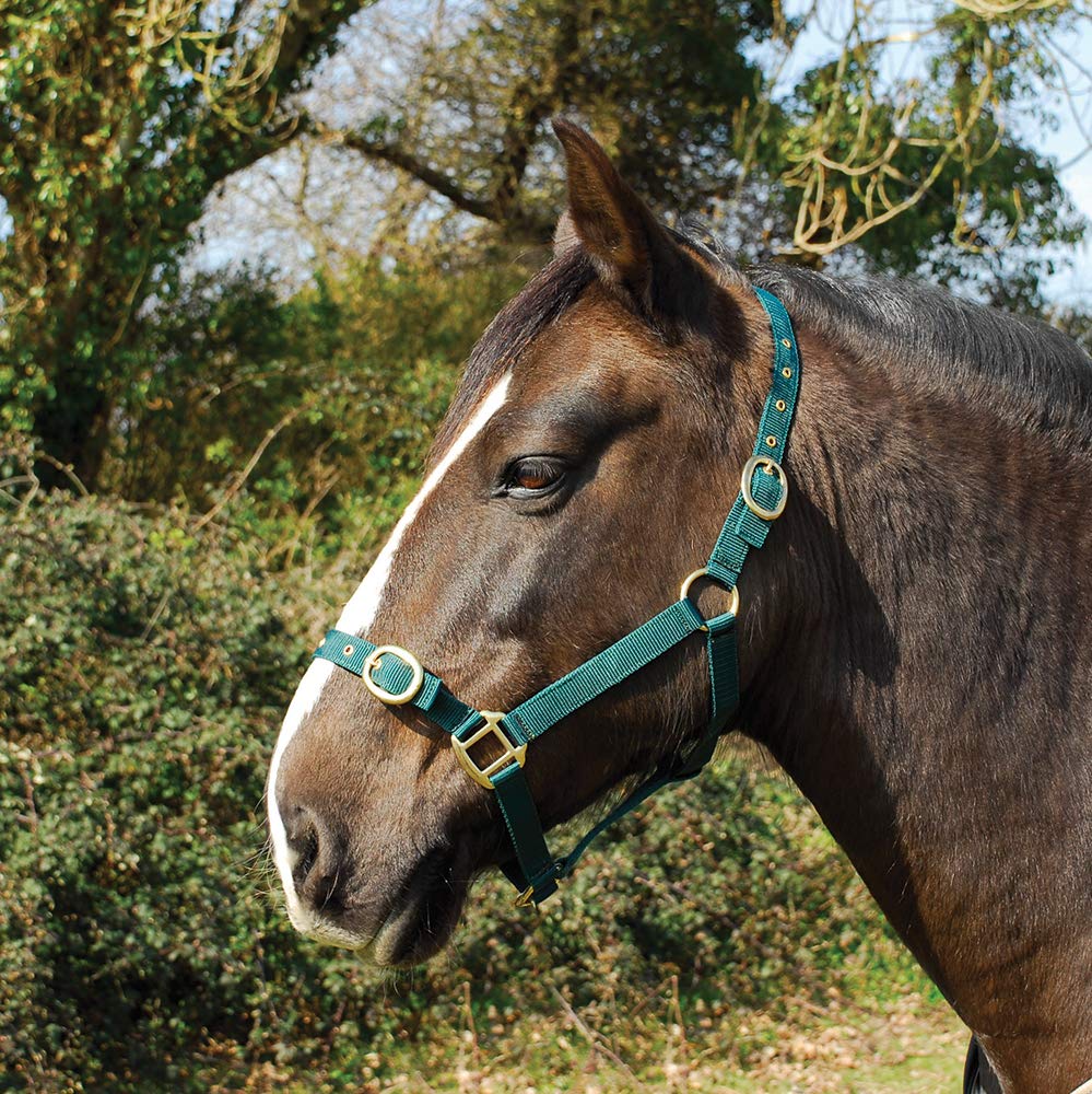 Rhinegold Nylon Headcollar - Pony - Green