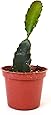 9GreenBox - Dragon Fruit Plant - 3'' Pot