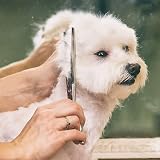 Gimars 4CR Stainless Steel 6 in 1 Dog Grooming Scissors Kit Pink view 7