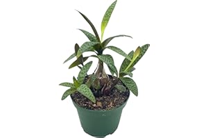 BUBBLEBLOOMS Silver Squill Leopard Plant, Ledebouria socialis, 4 inch