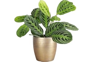 Thorsen's Greenhouse Lemon Lime Prayer Plant, Live Indoor Plant, Pet Friendly, Attractive Houseplant, Lemon Maranta, Natural Air Purifier, Easy to Grow, 4" Diameter Pot (Gold)