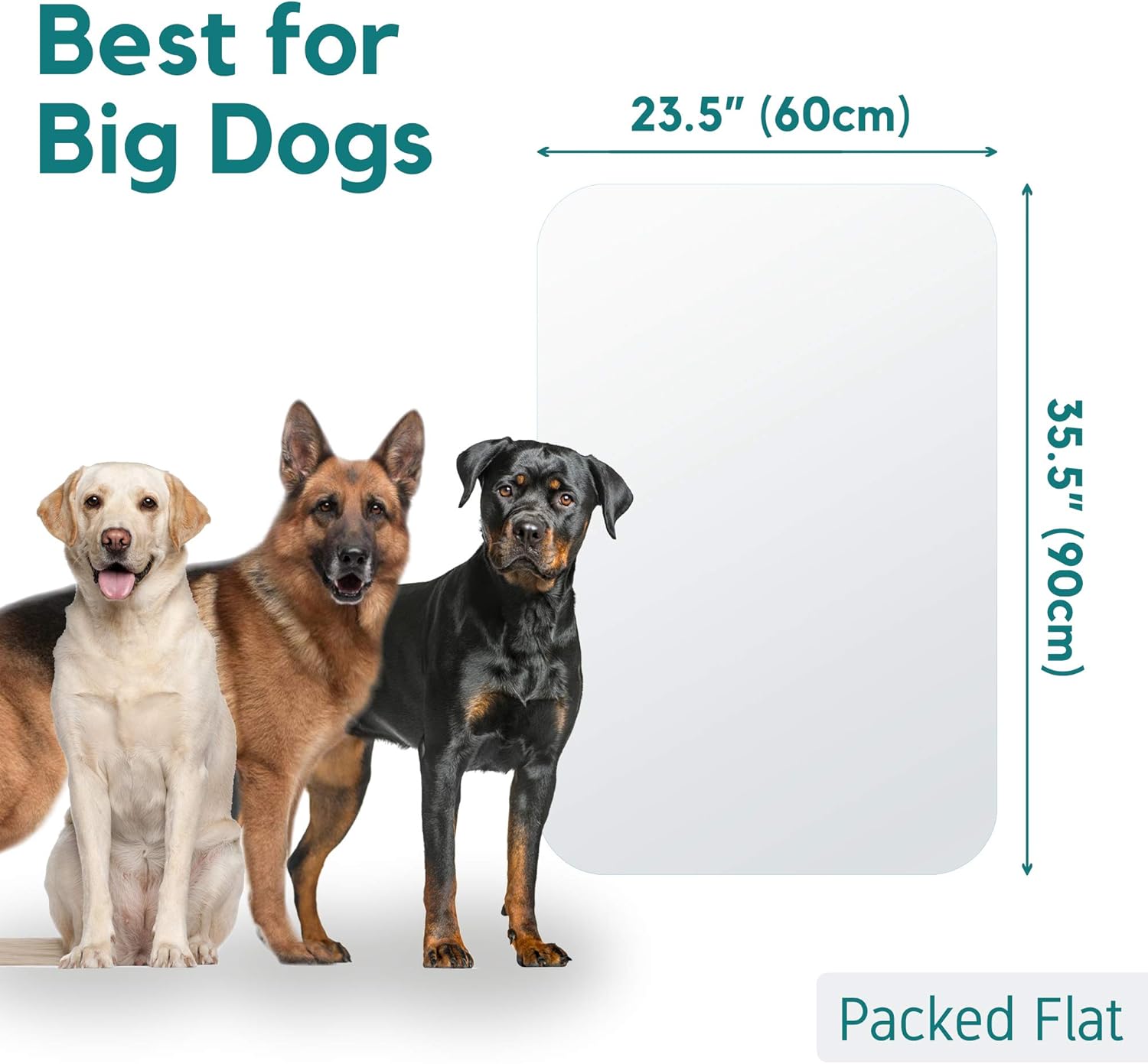 best place to scratch a dog