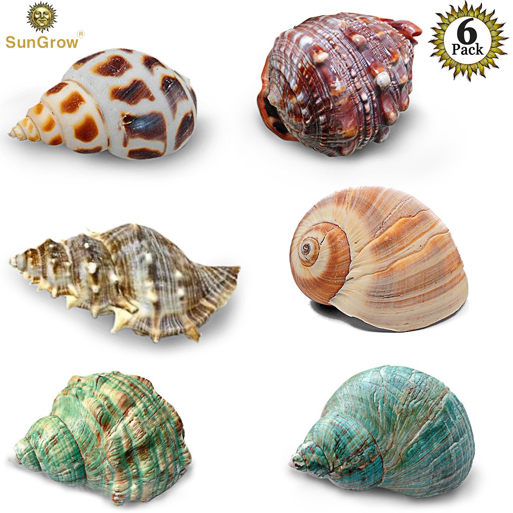 6 Assorted Turbo Hermit Crab Shells --- Growth Shells for Crabs - Essential for Hermies Who Need a New Home - Allows for Proper Growth - Multipurpose Conches for Home, Aquarium or Crab Tank Decor