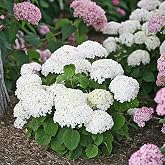 RedCrocus - RedCrocus Wee White Invincibelle Hydrangea- Compact, Reblooming White Flower Hydrangea for Borders &amp; Containers 3 Gallon