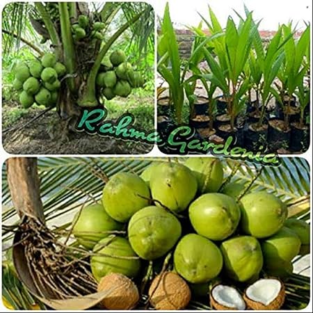 Creative Farmer Dwarf Coconut Kalpasree Live Plant Kerala Coconut Tree Plant (1 Plant) High Yield Hybrid Variety
