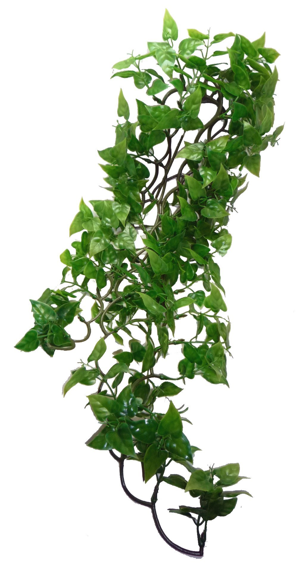 Komodo Philodendron Plant, 60 cm, Green