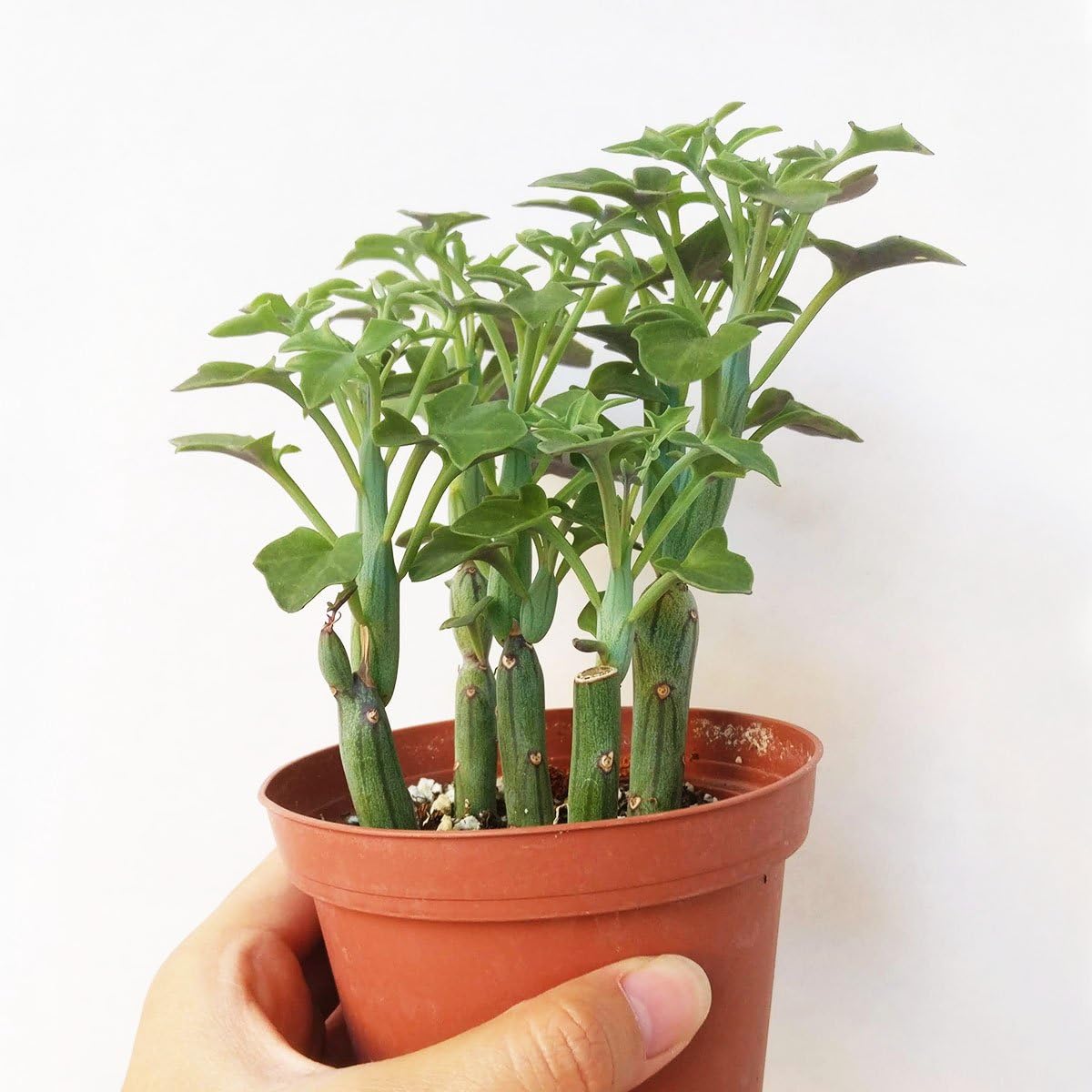 Senecio Articulatus Candle Plant 