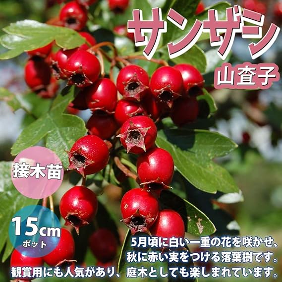 Amazon 果樹 サンザシの苗木 品種 ルビー 品種で選べる果樹苗木 2年生 接木苗 18cmポット 平均樹高 100 1cm 1個 ポット植えなのでほぼ年中植付け可能 5月頃に白い一重の花を咲かせ 秋に赤い実をつける落葉樹です 観賞用や 庭木や盆栽としても楽しまれてい