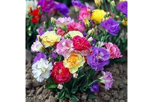 HATCHMATIC Lisianthus Seeds for Planting, Lisianthus Flower Seeds, Vibrant Blooms for Garden & Bouquets, Easy-to-Grow Variety (Pack of 100 Seeds) (Mixed)