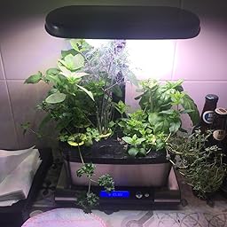 Miracle-Gro AeroGarden Harvest Elite con Kit de cápsulas de ...
