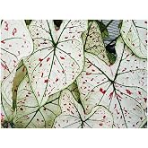Fancy Leaf Caladium - Cranberry Star - Large Size Bulb - Hardy Zones 9-11