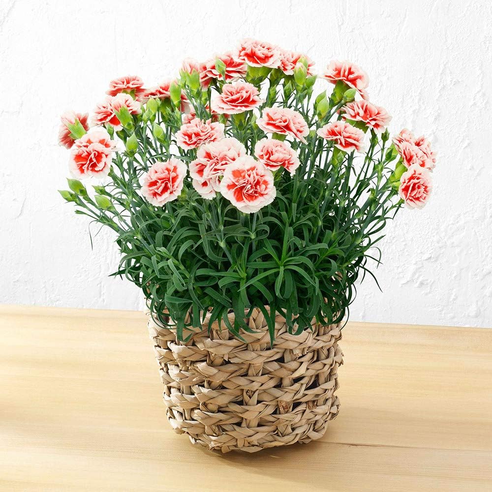 日比谷花壇 母の日 花 ギフト プレゼント カーネーション「いちごホイップ」