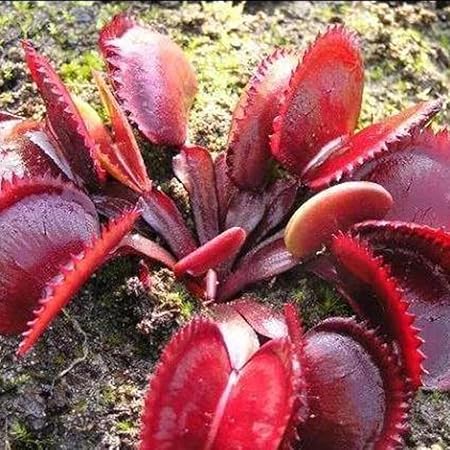 Download Amazon Com Acecor 50pcs Dionaea Muscipula Giant Clip Venus For Android Free Wallpaper Amazon Com Acecor 50pcs Dionaea Muscipula Giant Clip Venus HD