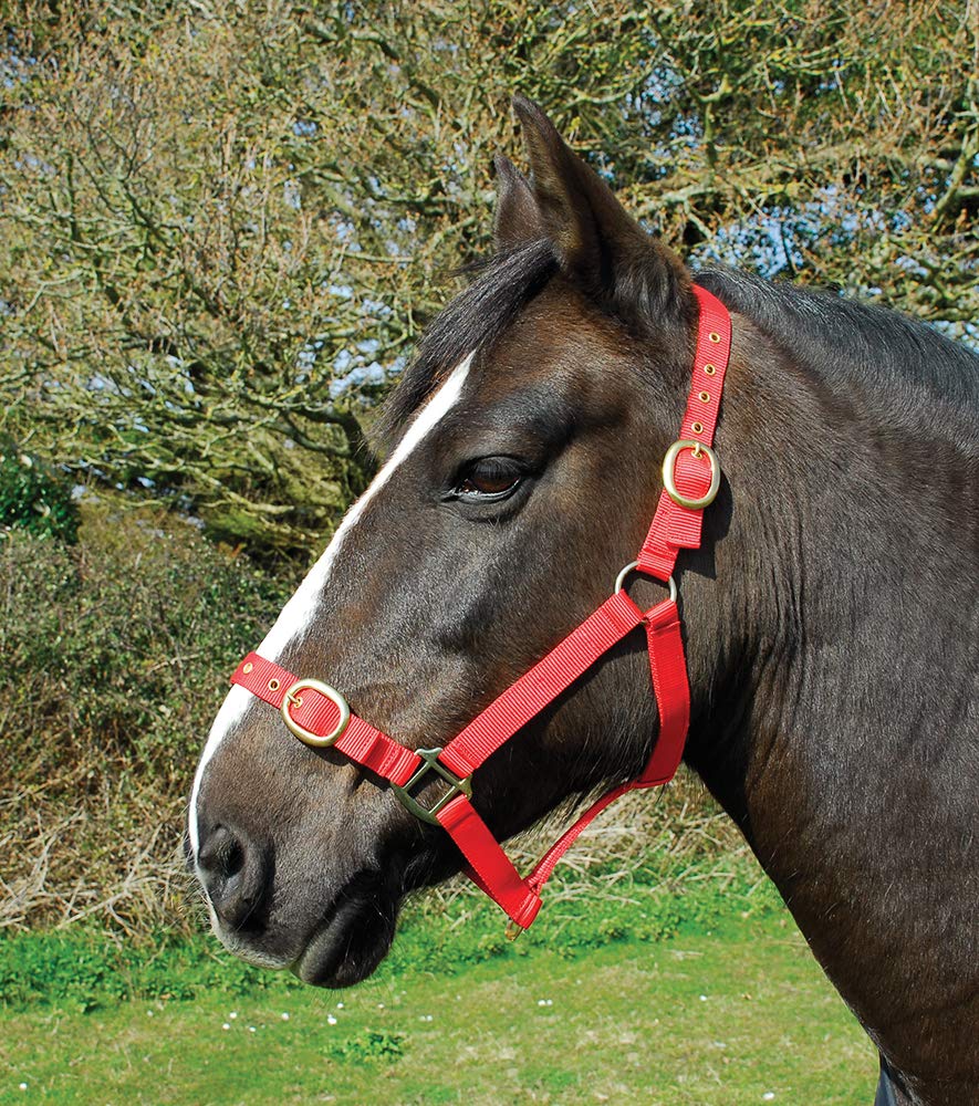 Rhinegold Nylon Headcollar - Shetland - Red — image 1