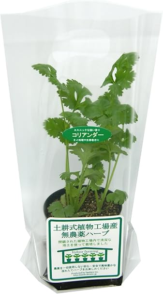 Amazon 土耕式植物工場産無農薬ハーブ コリアンダー 7 5ｃｍポット 3本植え 土耕式植物工場産無農薬ハーブ ハーブ 通販