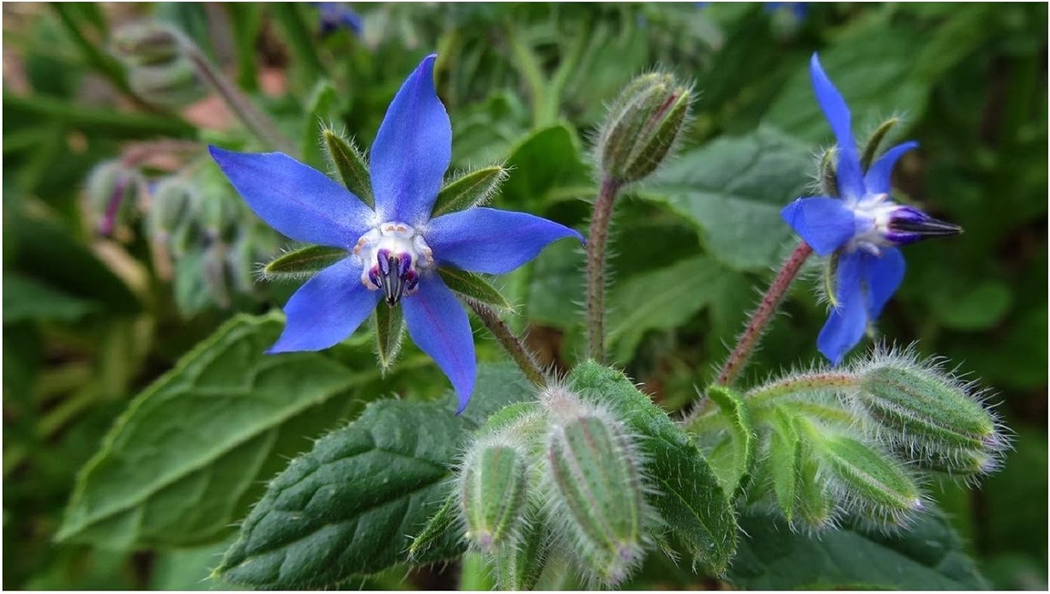 PREMIER SEEDS DIRECT Borage Blue - 200 Finest Seeds - HERB - Organic, Blue,Green