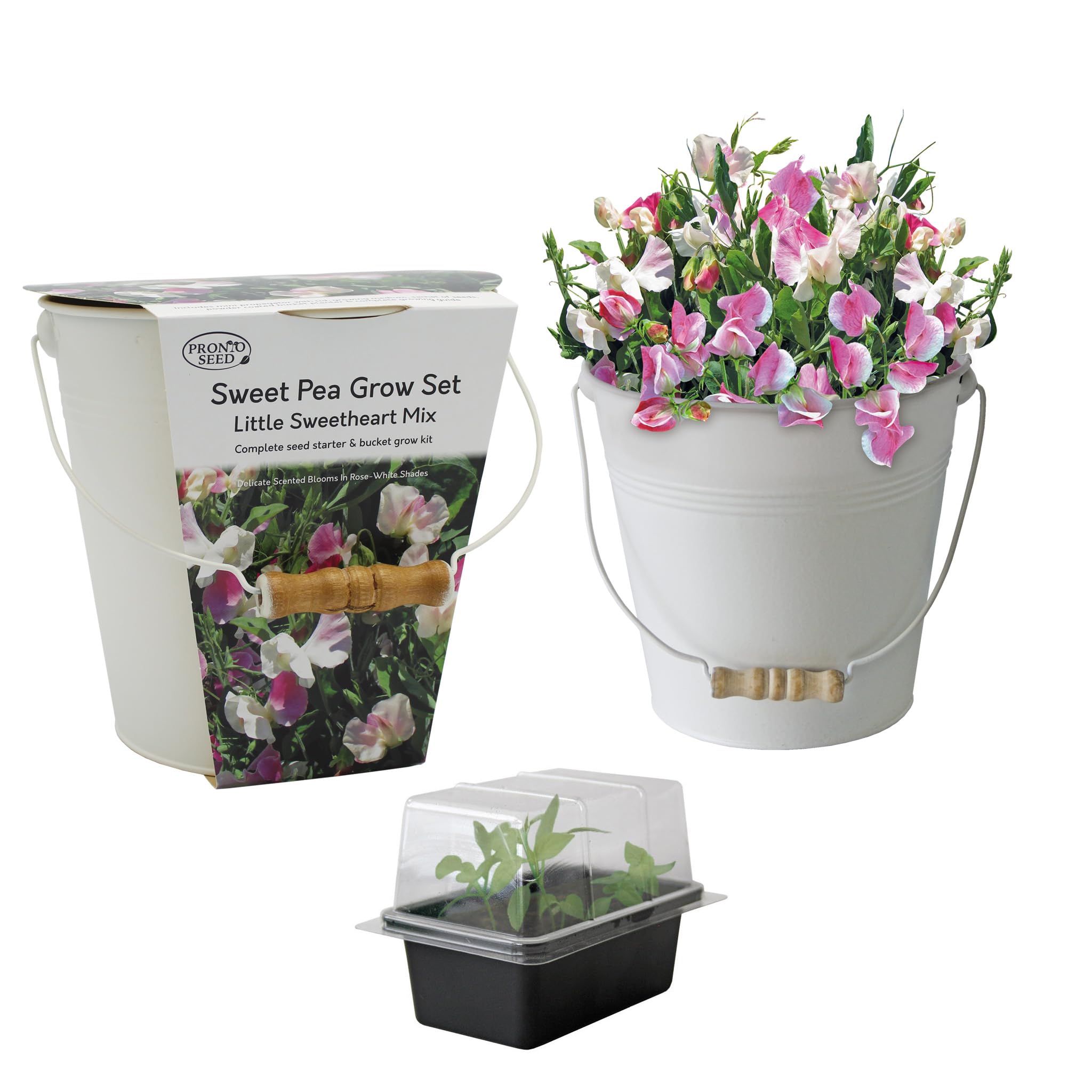 Pronto Seed Sweet Pea Little Sweetheart Growing Kit with Cream Bucket | Flower Gift for Women | Ideal Christmas or Birthday Gardening Gift Set (Sweet Pea - Cream Bucket Planter)