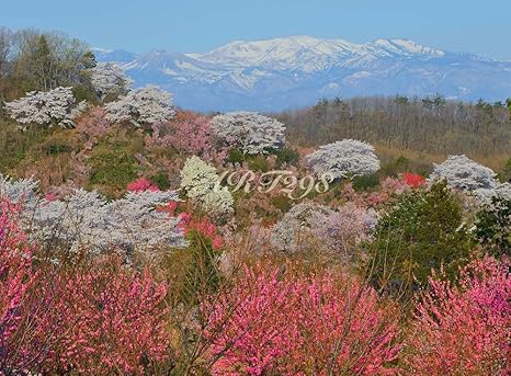 Amazon Co Jp 風景写真ポスター 福島県 福島市 花見山から雪うさぎ 最高級の素材とこだわりのプリントで再現しました サイズ59 4 44ｃｍ ホーム キッチン