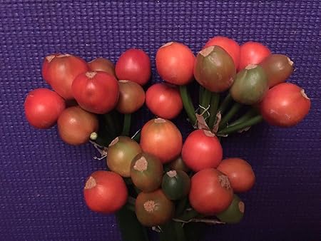 5 Samen von Belgien Hybrid Phyllodie X Hirao Steven Pass clivia Seed by Farmerly