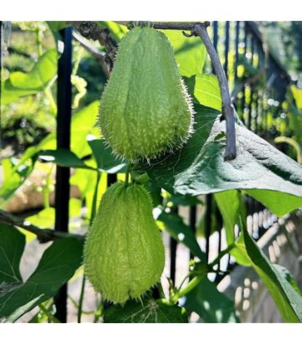 Amazon.com : Chayote Live Plant, Chayote Squash Rooted, Chayote Vegetable  Live Plant for Planting, Live Chayote Plant from 4 to 6 Inc Tall : Patio,  Lawn & Garden