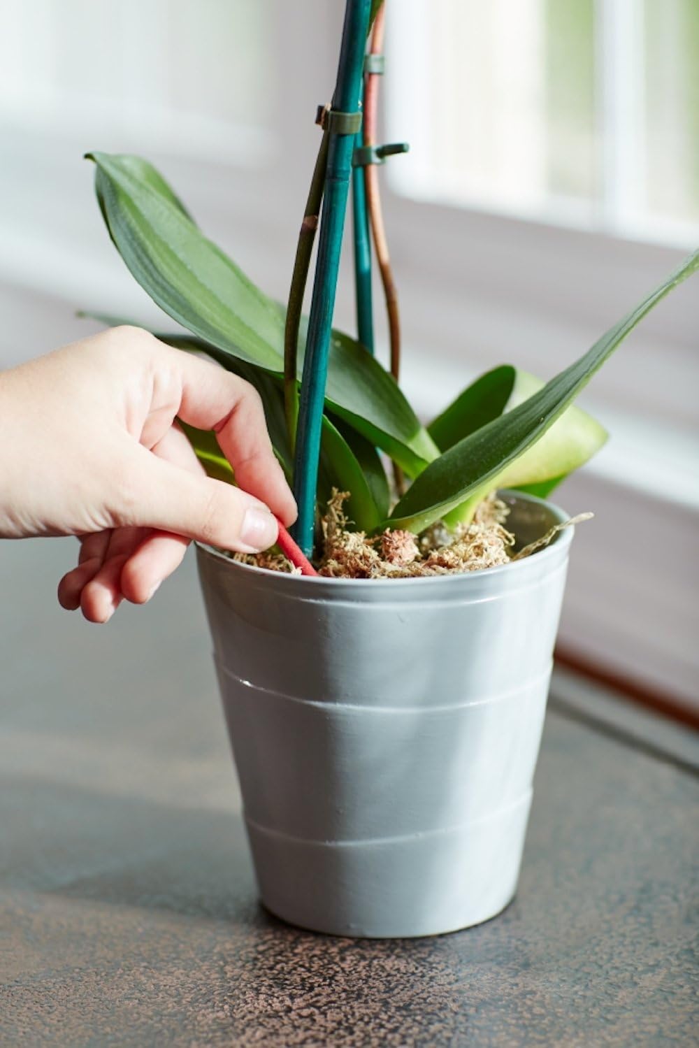 Miracle-Gro Orchid Plant Food Spikes, 1 Pack of 10 Spikes : Garden & Outdoor