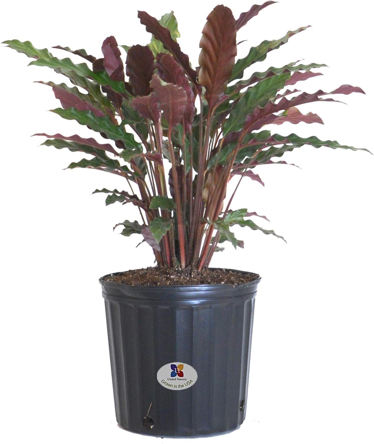 United Nursery Fuzzy Feathers Live Outdoor Indoor Calathea Rufibarba Houseplant Ships in 9.25 Inch Pot at 25-28 inches Tall