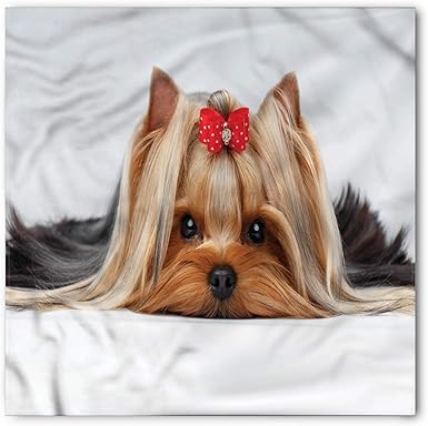 Yorkie with bandana Clearance